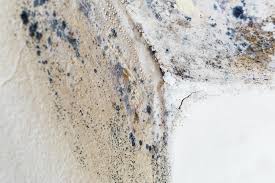 Best Emergency Mold Remediation  in Hampton, IL